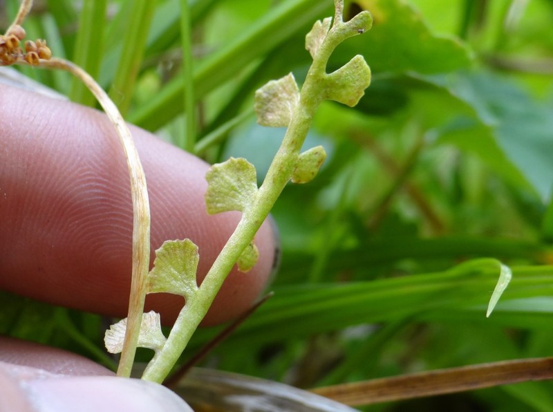 Scalloped Moonwort photo 6