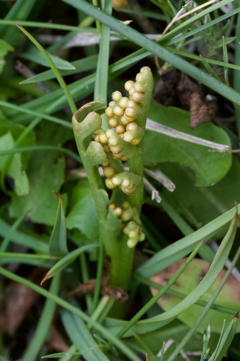 Scalloped Moonwort photo 7