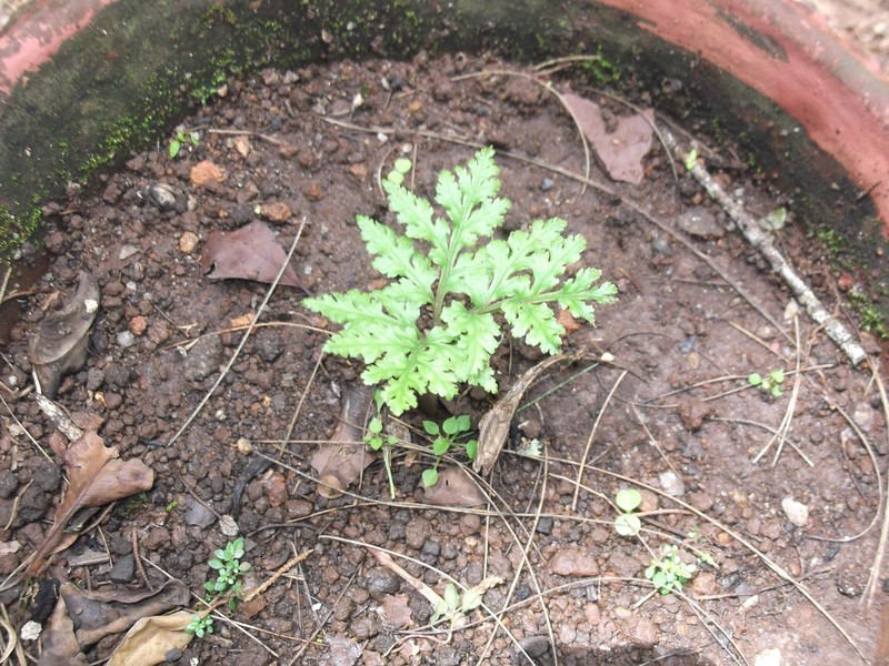 Botrychium daucifolium