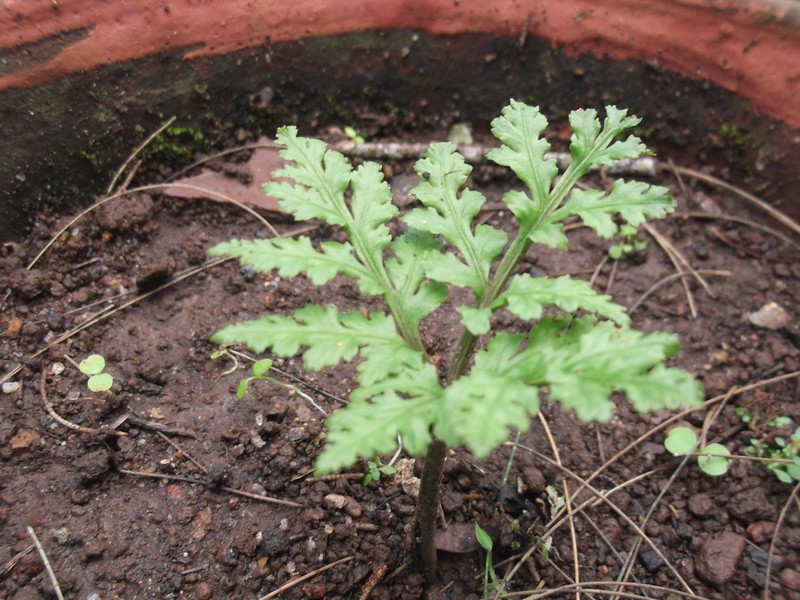 Botrychium daucifolium photo 2
