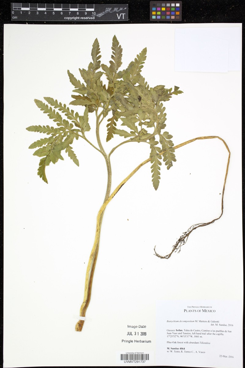 Botrychium decompositum