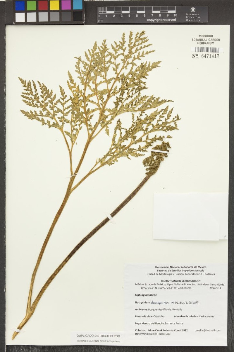 Botrychium decompositum photo 2