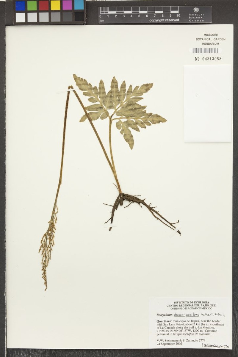 Botrychium decompositum photo 3