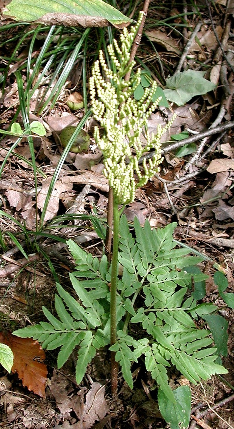 Cutleaf Grapefern