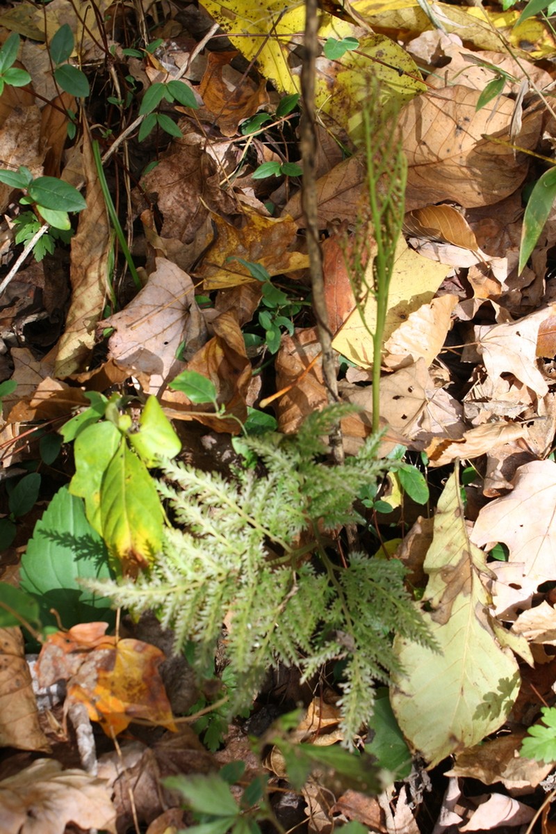 Cutleaf Grapefern photo 2