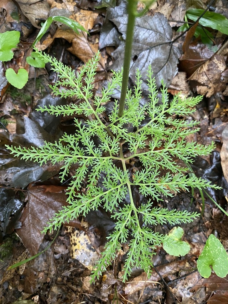 Cutleaf Grapefern photo 3