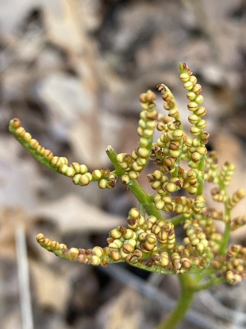 Cutleaf Grapefern photo 4