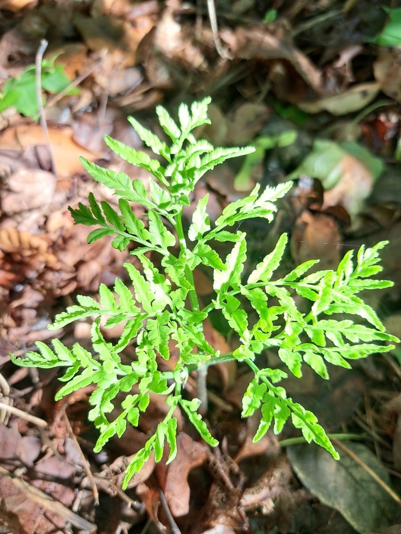 Cutleaf Grapefern photo 5