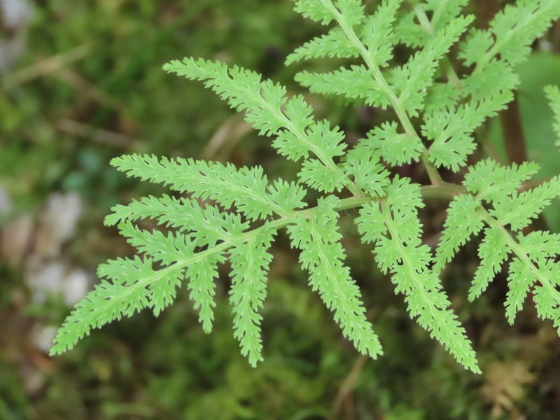 Cutleaf Grapefern photo 6