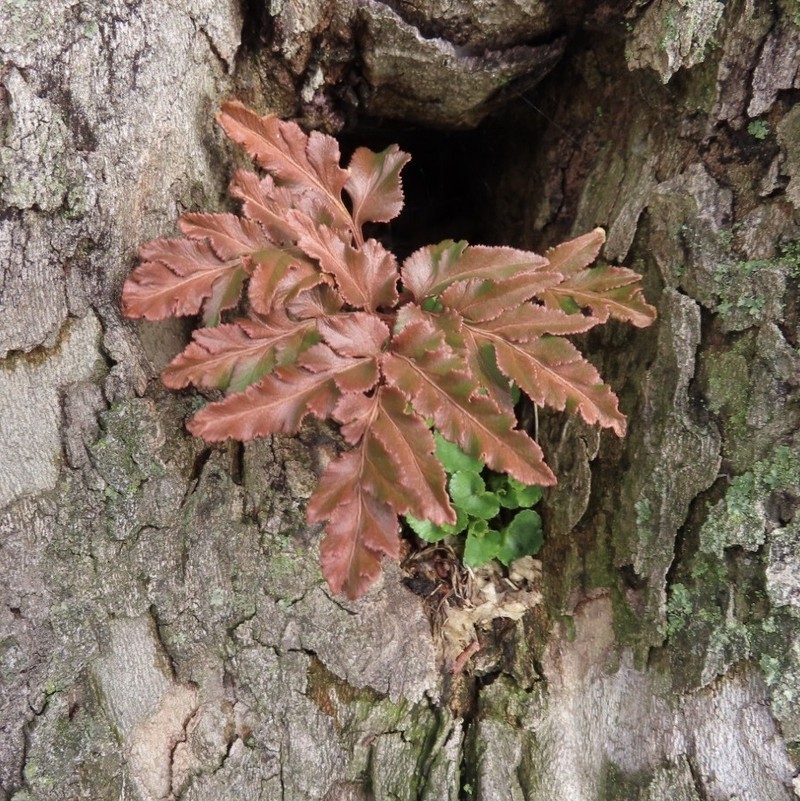 Cutleaf Grapefern photo 7