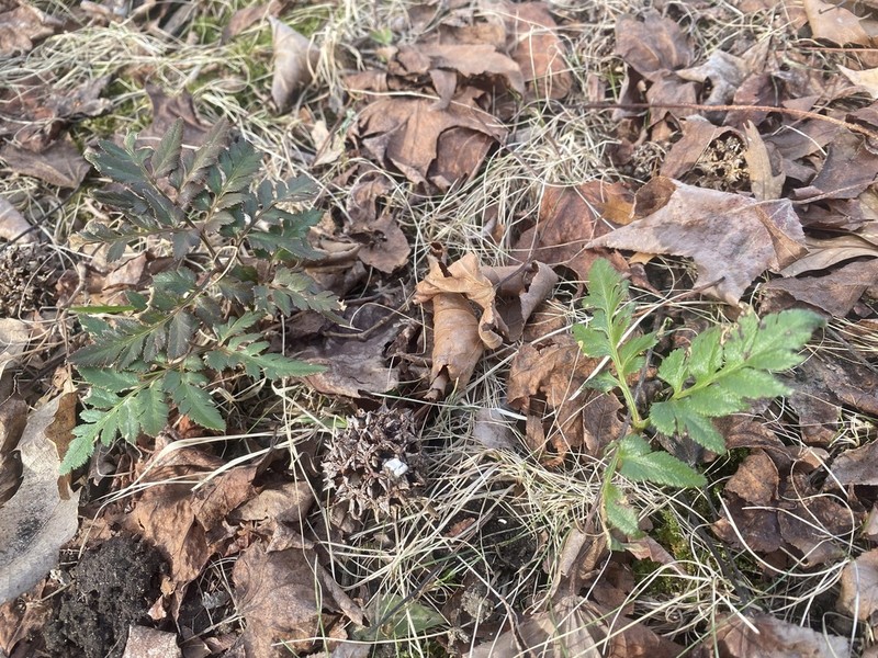 Cutleaf Grapefern photo 8