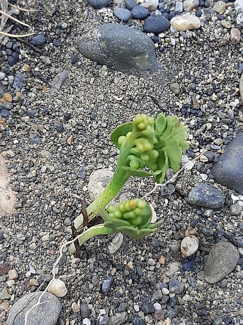 Botrychium dusenii