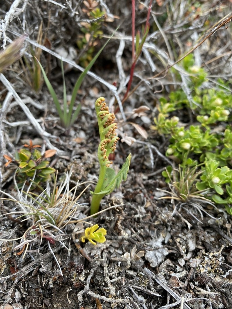 Botrychium dusenii photo 2