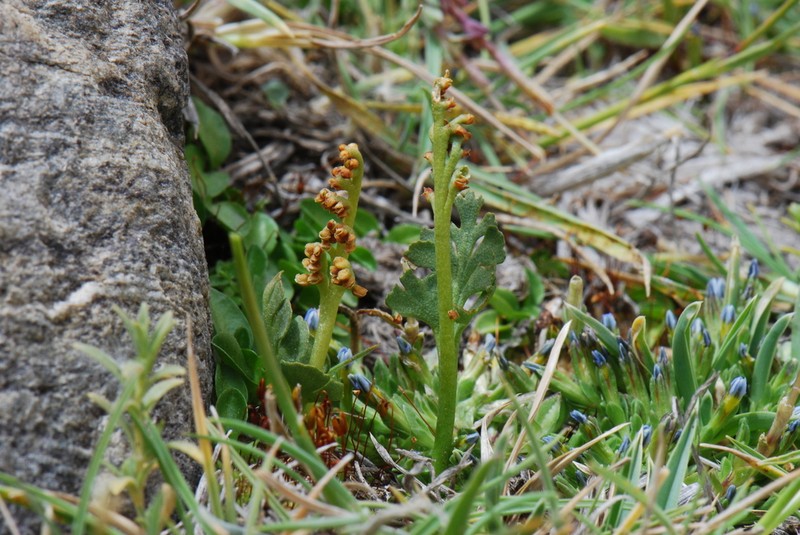Botrychium dusenii photo 3