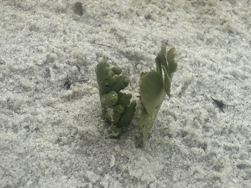 Botrychium dusenii photo 4