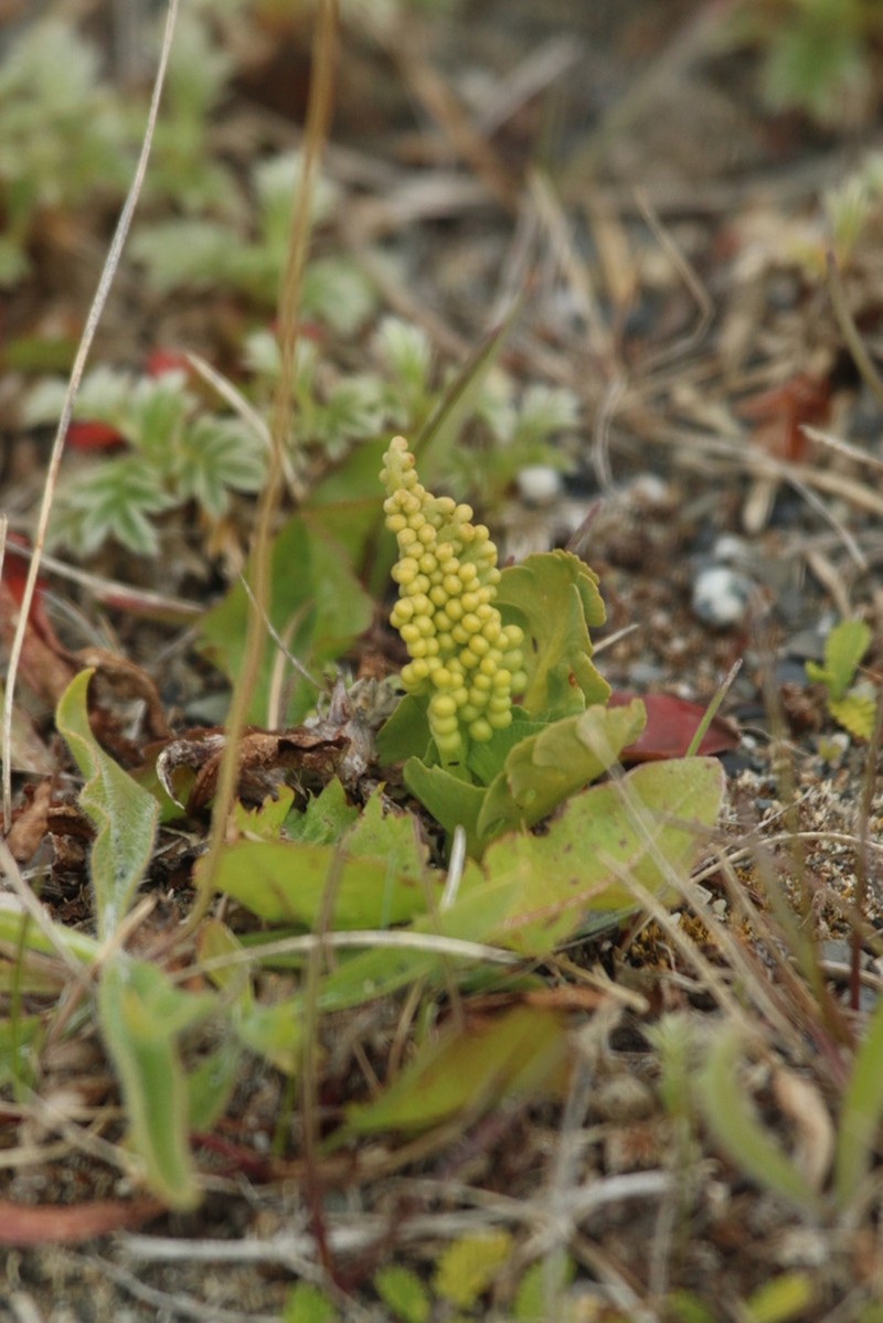 Botrychium dusenii photo 5