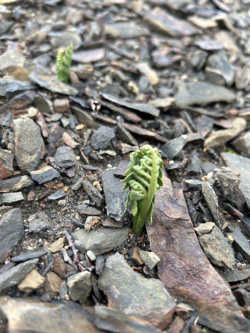 Botrychium dusenii photo 6