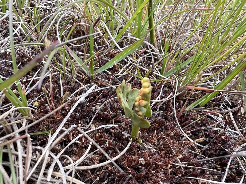 Botrychium dusenii photo 7