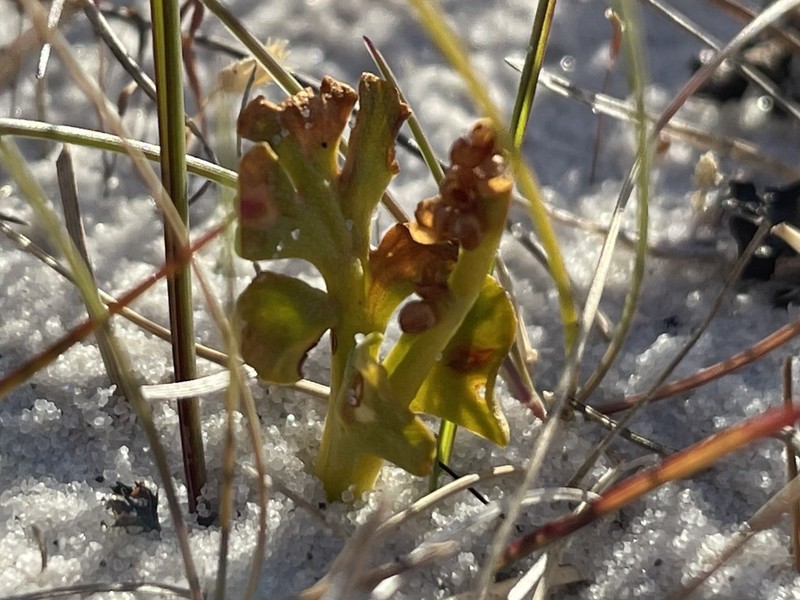 Botrychium dusenii photo 8