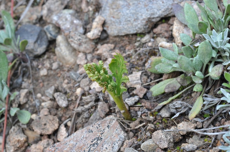 Reflected Grapefern
