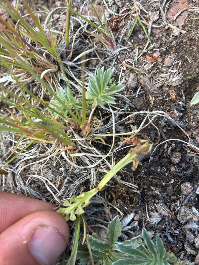 Botrychium furculatum photo 4