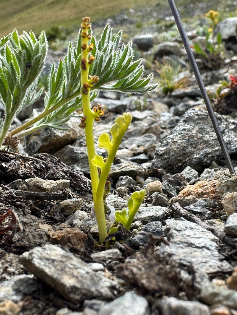 Botrychium furculatum photo 5