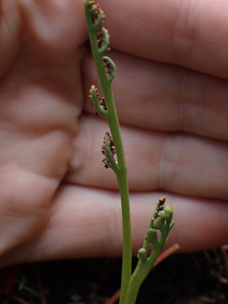 Botrychium furculatum photo 6