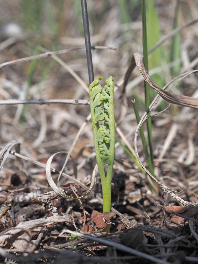Frenchman's Bluff Grapefern photo 2