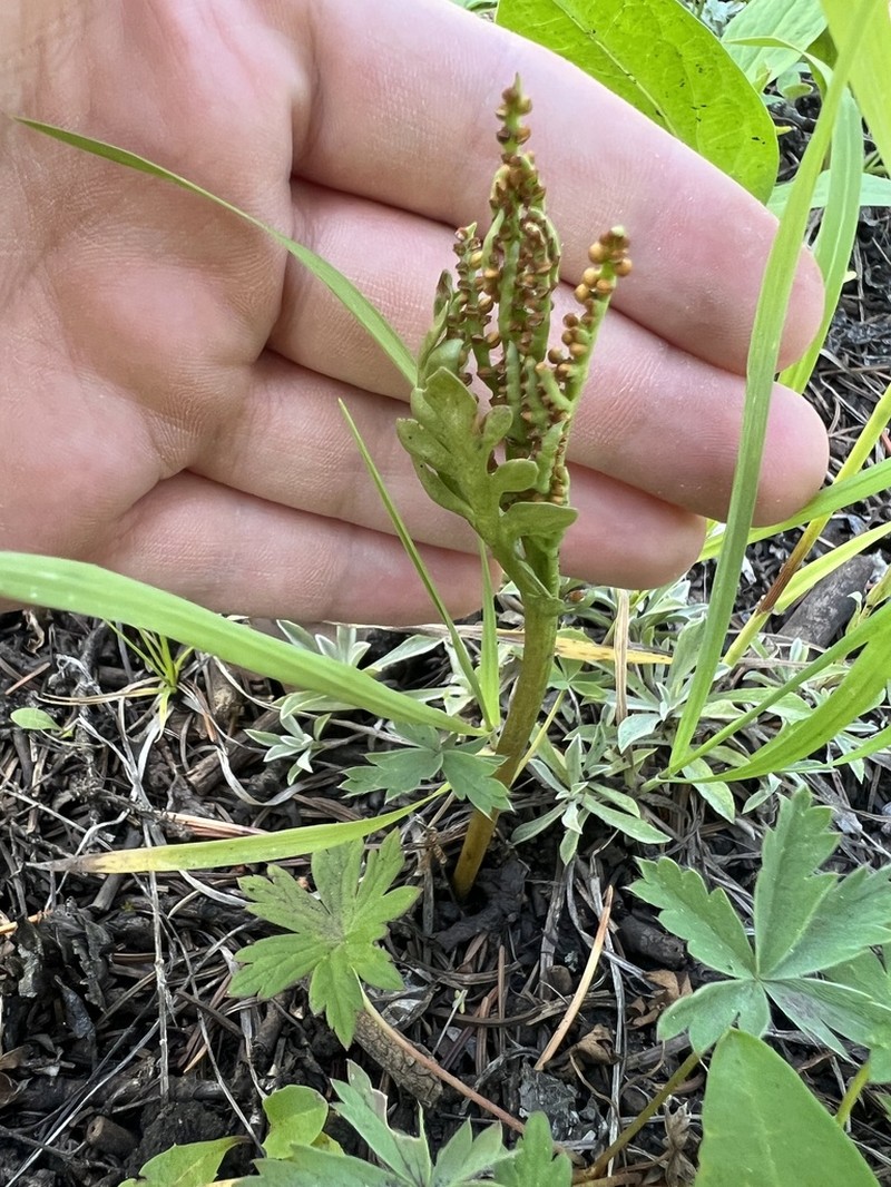 Western Moonwort