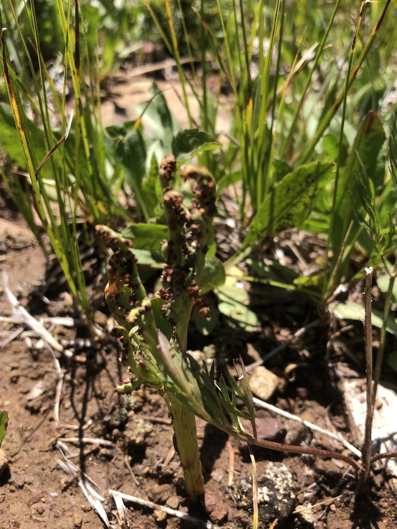 Western Moonwort photo 2