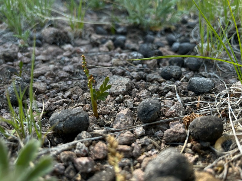 Western Moonwort photo 3