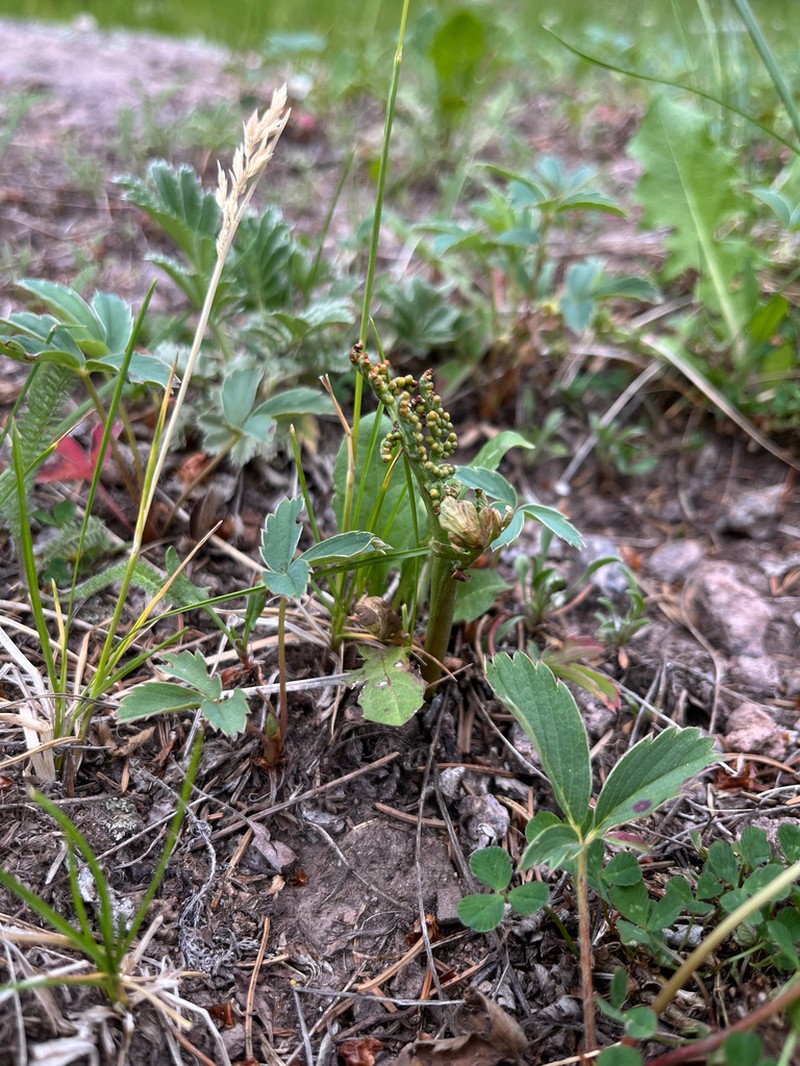 Western Moonwort photo 4