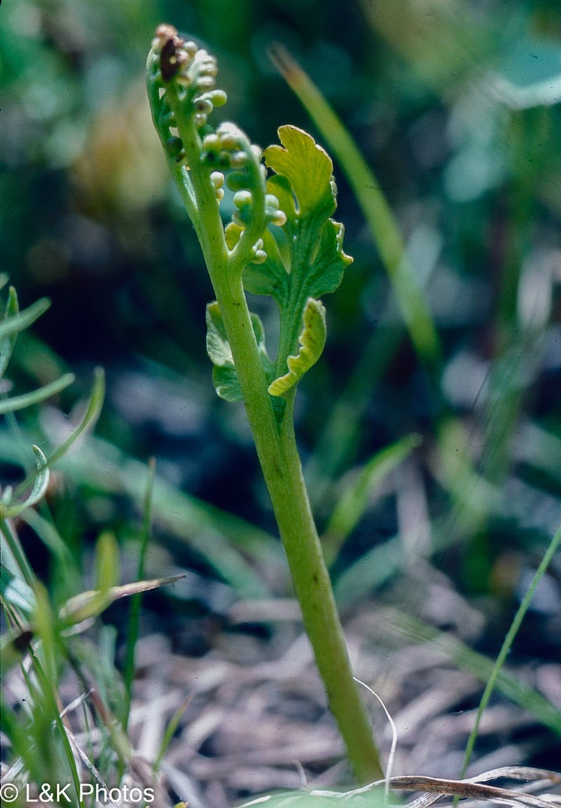 Western Moonwort photo 5