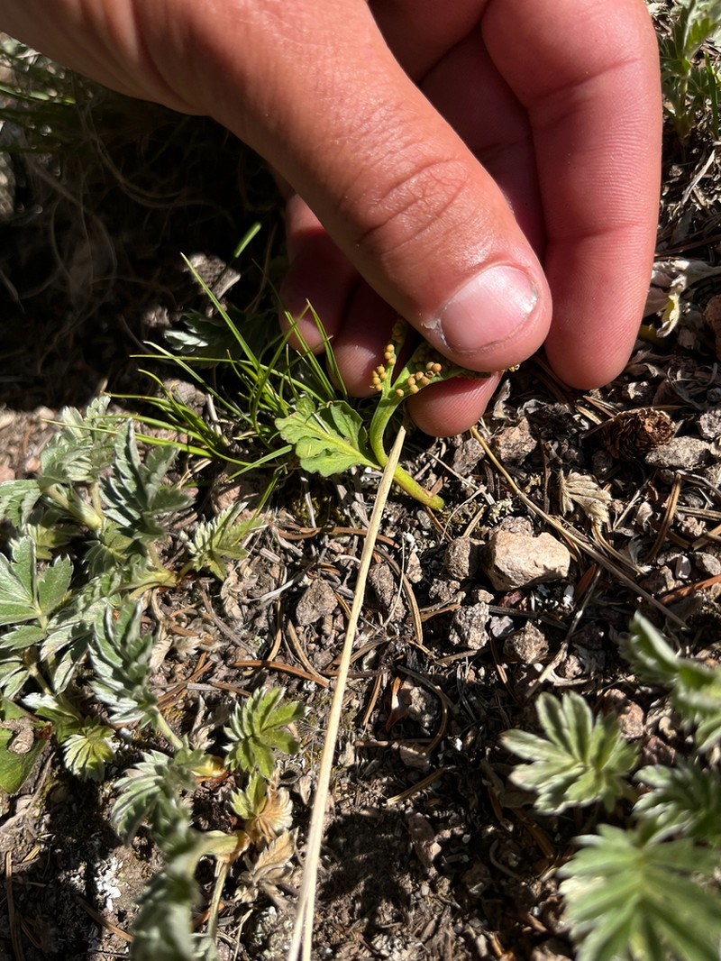 Western Moonwort photo 6