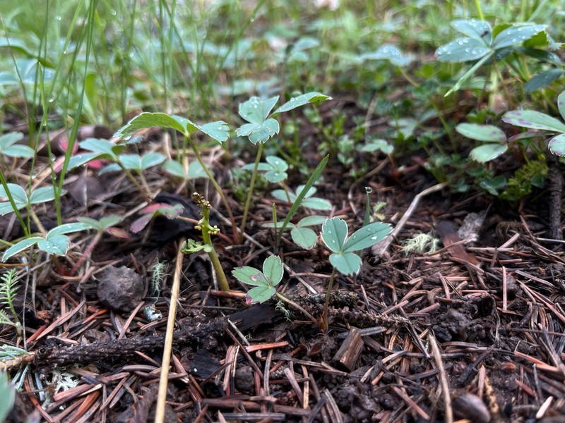 Western Moonwort photo 7