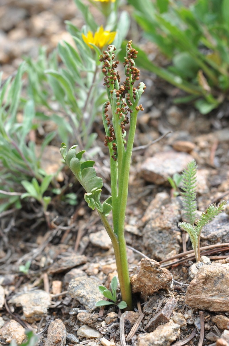 Western Moonwort photo 8