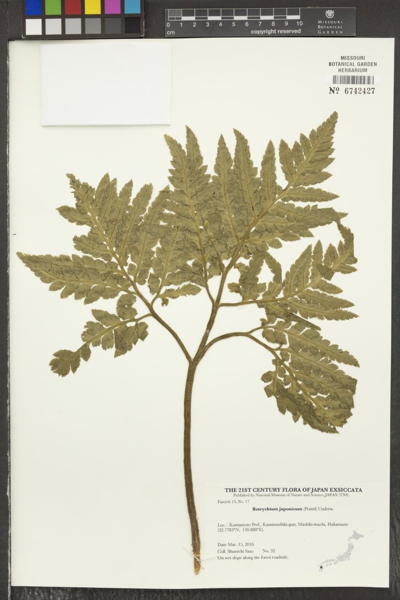 Botrychium japonicum photo 2