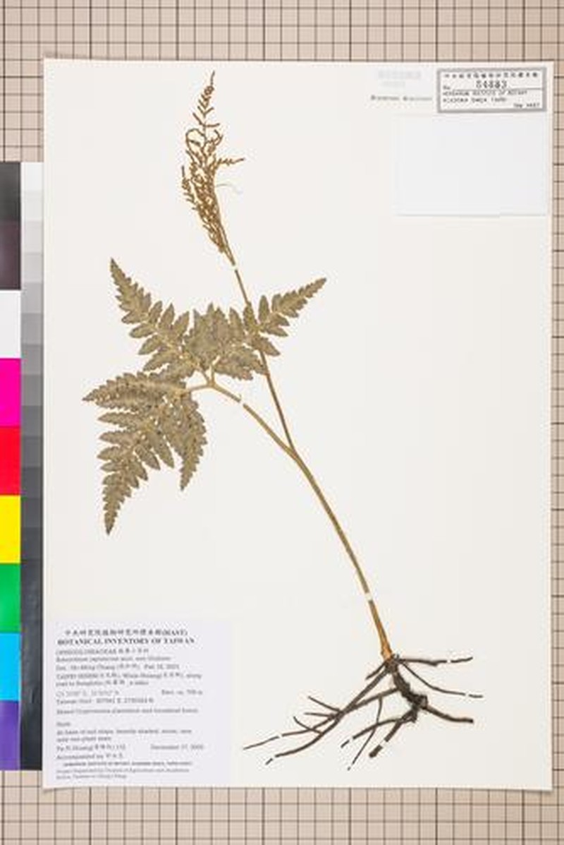 Botrychium japonicum photo 3