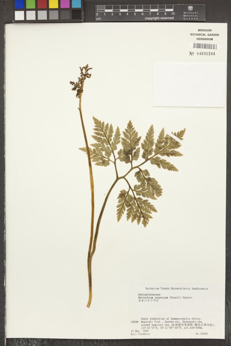 Botrychium japonicum photo 4