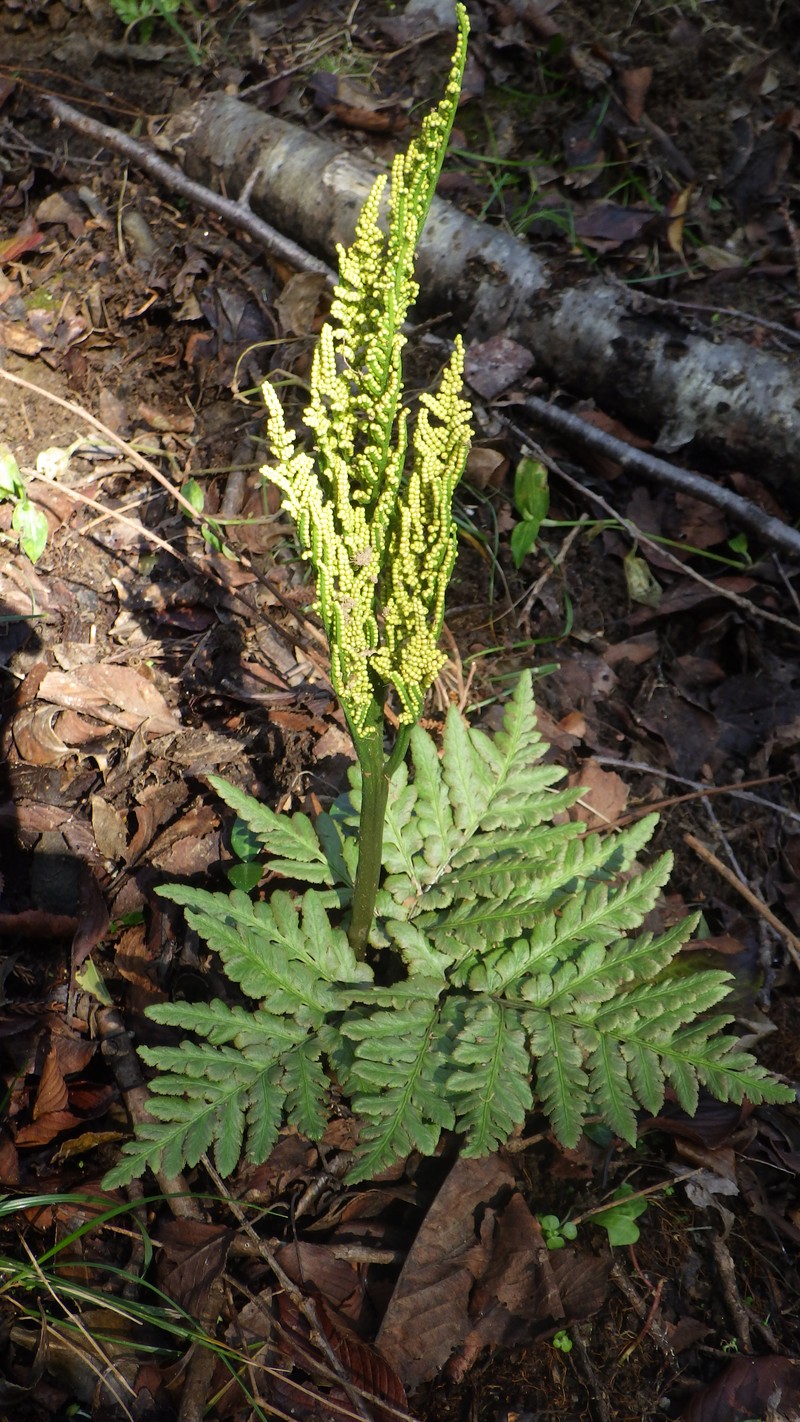 Botrychium japonicum photo 5