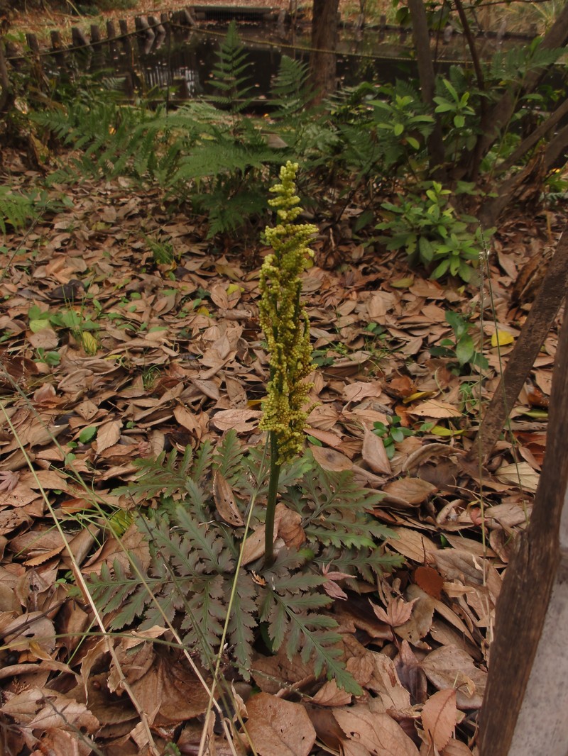 Botrychium japonicum photo 6
