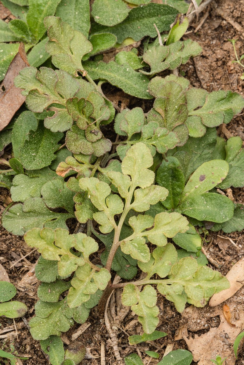 Dixie Grapefern