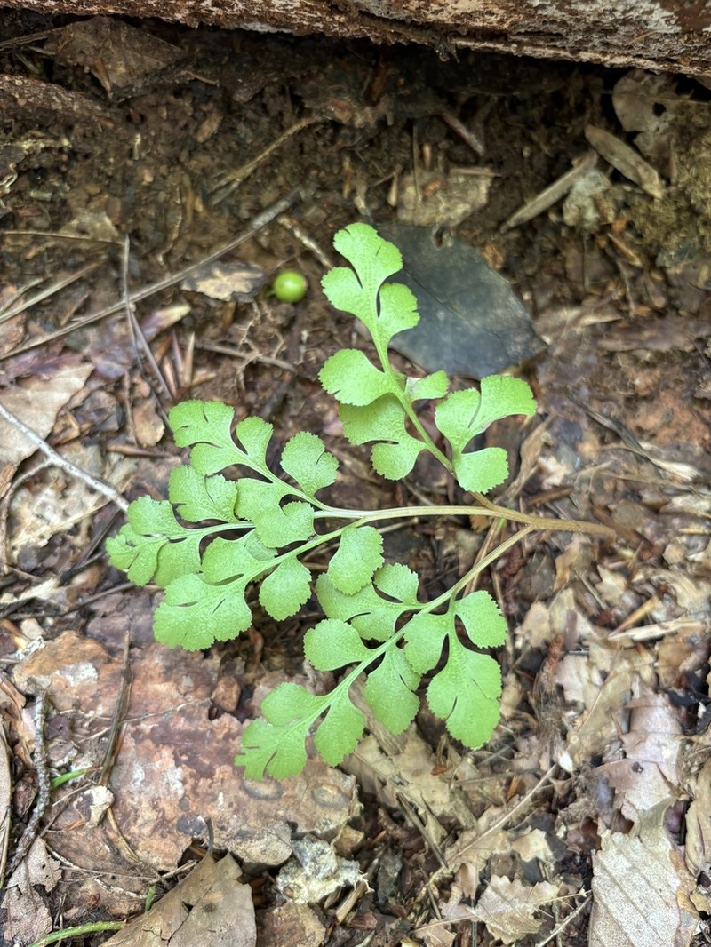 Dixie Grapefern photo 2