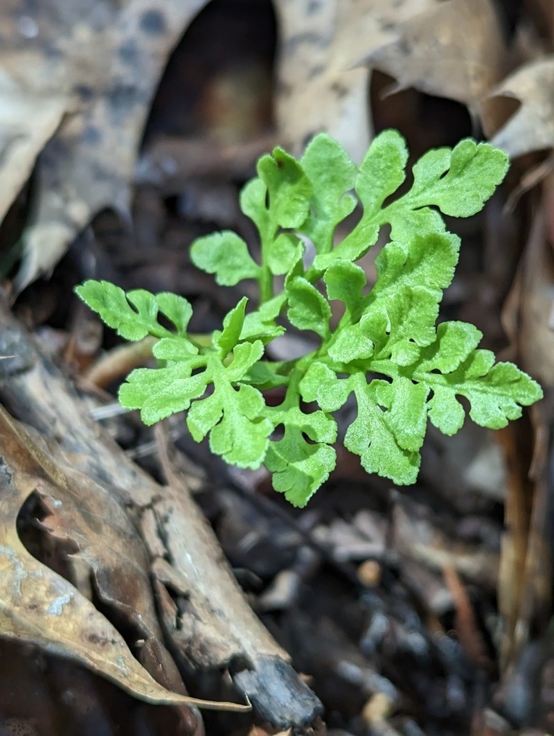 Dixie Grapefern photo 3