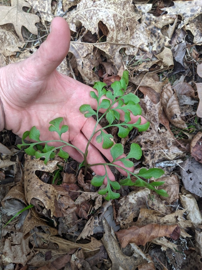 Dixie Grapefern photo 4