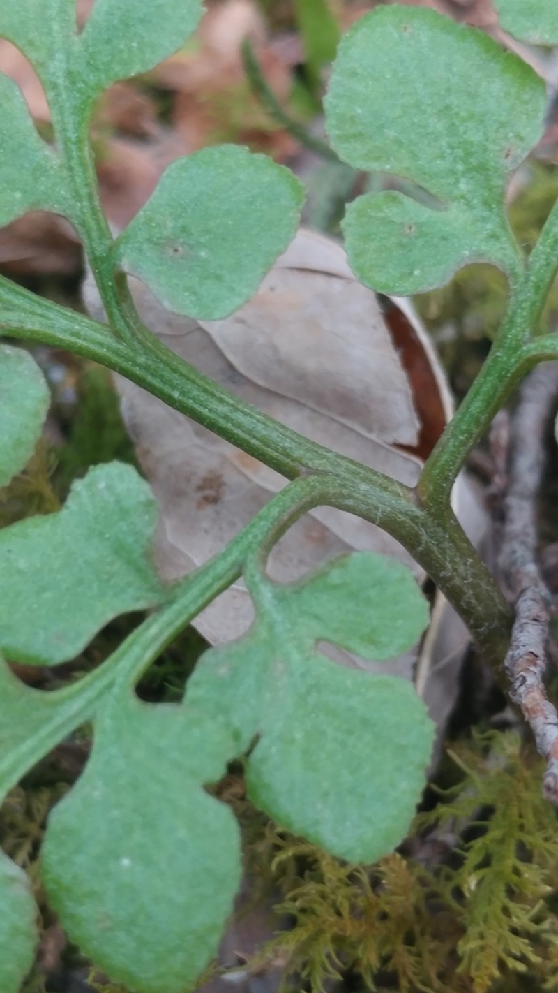 Dixie Grapefern photo 5