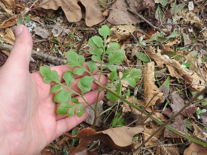 Dixie Grapefern photo 6