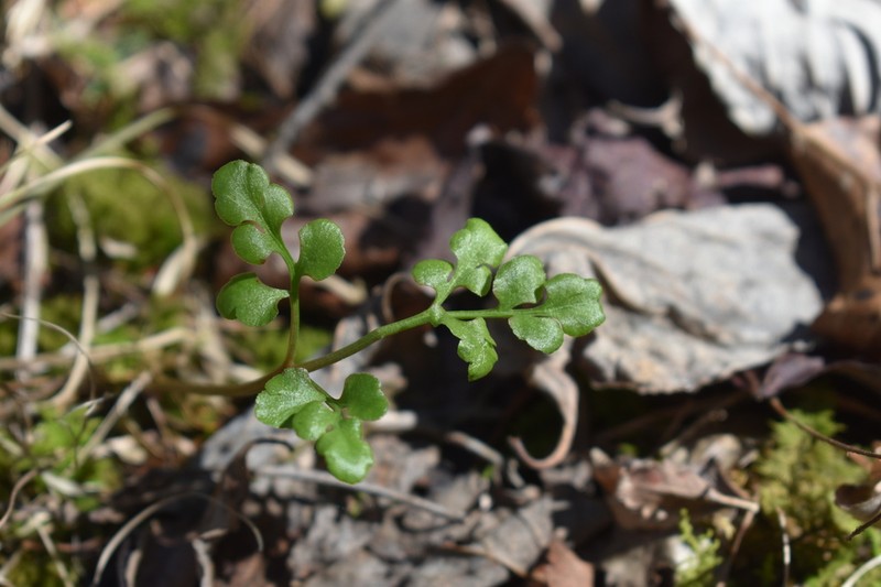 Dixie Grapefern photo 7