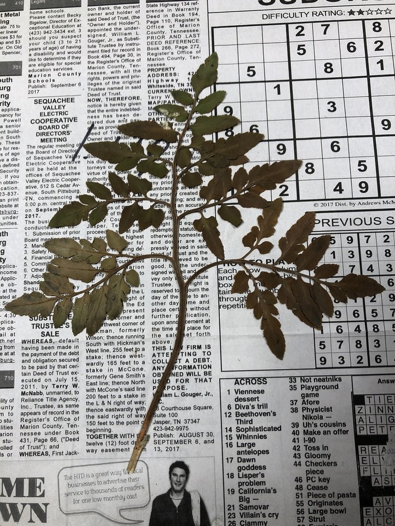 Dixie Grapefern photo 8