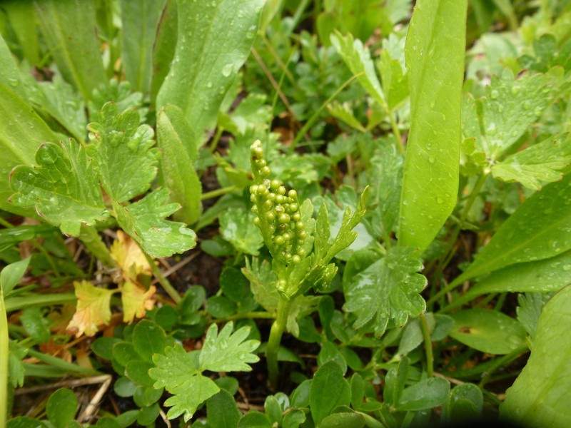 Lanceleaf Grapefern